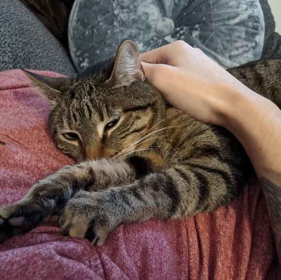 Meet your Posher, Nikki - Picture 12 of 13